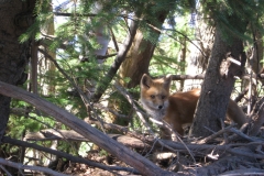 fox-in-woods
